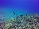 Hawaii Scuba divng 53