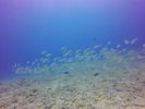 Hawaii Scuba divng 11