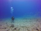 Hawaii Scuba divng 14