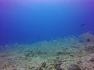 Hawaii Scuba divng 16