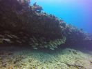 Hawaii Scuba divng 18