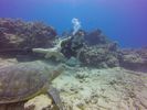 Hawaii Scuba divng 22