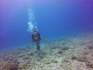 Hawaii Scuba divng 43