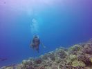 Hawaii Scuba divng 47