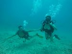 Hawaii Scuba divng 33