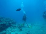 Hawaii Scuba divng 70