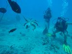 Hawaii Scuba divng 73