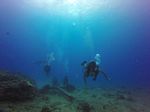 Hawaii Scuba divng 11