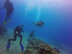 Hawaii Scuba divng 13