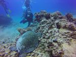 Hawaii Scuba divng 14