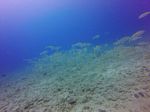 Hawaii Scuba divng 17