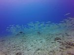 Hawaii Scuba divng 19