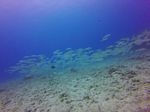 Hawaii Scuba divng 20