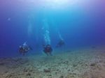 Hawaii Scuba divng 21