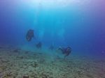 Hawaii Scuba divng 28