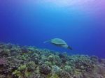 Hawaii Scuba divng 53