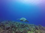 Hawaii Scuba divng 54