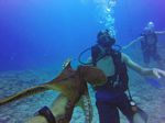 Hawaii Scuba divng 61