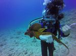 Hawaii Scuba divng 65