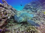 Hawaii Scuba divng 77