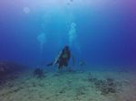 Hawaii Scuba divng 85