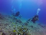 Hawaii Scuba divng 86