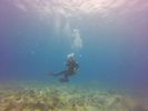 Hawaii Scuba divng 16