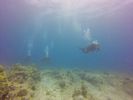 Hawaii Scuba divng 21