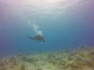 Hawaii Scuba divng 22