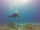 Hawaii Scuba divng 23