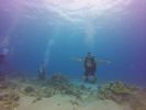 Hawaii Scuba divng 24