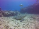 Hawaii Scuba divng 56