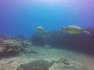 Hawaii Scuba divng 57