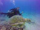 Hawaii Scuba divng 65