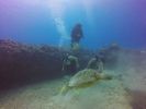 Hawaii Scuba divng 67