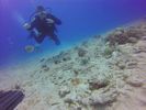 Hawaii Scuba divng 99