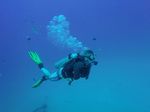 Hawaii Scuba divng 12