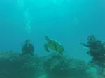 Hawaii Scuba divng 56