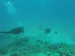 Hawaii Scuba divng 65