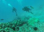 Hawaii Scuba divng 66