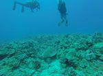 Hawaii Scuba divng 73