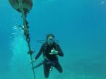 Hawaii Scuba divng 75