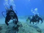 Hawaii Scuba divng 15