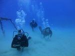 Hawaii Scuba divng 21