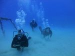 Hawaii Scuba divng 21