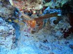 Hawaii Scuba divng 38