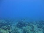 Hawaii Scuba divng 03