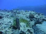 Hawaii Scuba divng 56