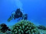 Hawaii Scuba divng 69