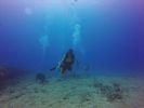 Hawaii Scuba divng 11